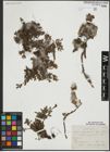 Foto von Salix serpyllifolia Scop.